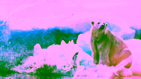 Polar World Poster